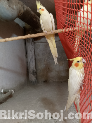 Cocatail breading pair